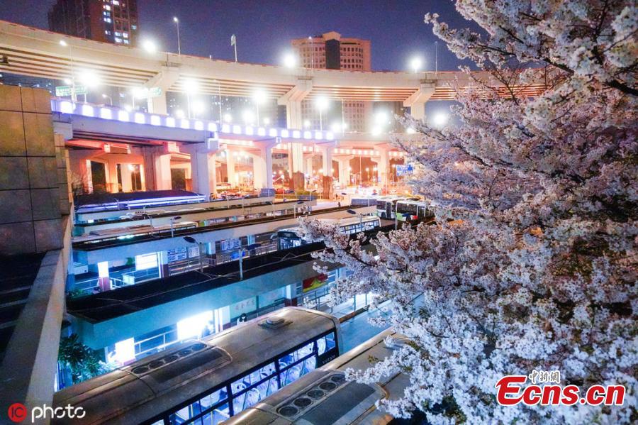 Cherry blossom trees in bloom at a bus station under the Nanpu Bridge in Shanghai, March 29, 2019. Netizens have dubbed the bus stop \