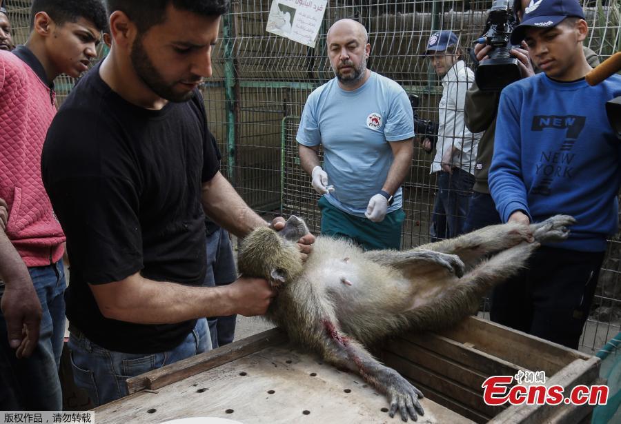 Members of the international animal welfare charity \'Four Paws\' carry a sedated monkey at a zoo in Rafah in the southern Gaza Strip, during the evacuation by the organisation of animals from the Palestinian enclave to relocate to sanctuaries in Jordan, on April 7, 2019. Forty animals including five lions are to be rescued from squalid conditions in the Gaza Strip, an animal welfare group said. (Photo/VCG)
