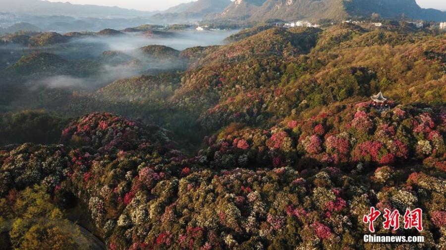 Azaleas in bloom adorn a scenic spot in Bijie City, Southwest China\'s Guizhou Province, as viewed from above on April 7, 2019. Extending for approximately 50 kilometres, the scenic spot encompasses the largest area of natural azaleas in China, with 23 varieties of the plant. (Photo: China News Service/Qu Honglun)