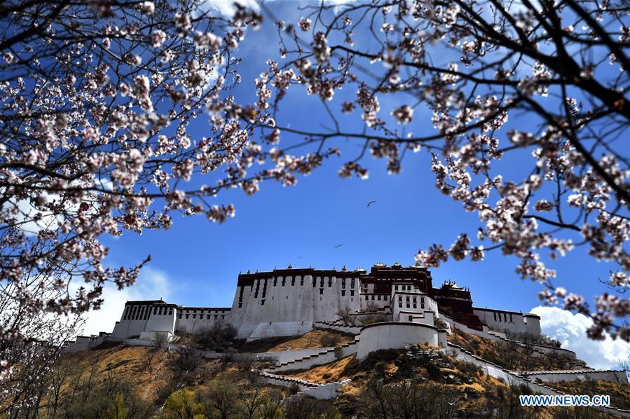 Photo taken on April 8, 2019 shows flowers near the Potala Palace in Lhasa, capital city of southwest China\'s Tibet Autonomous Region. (Xinhua/Chogo)