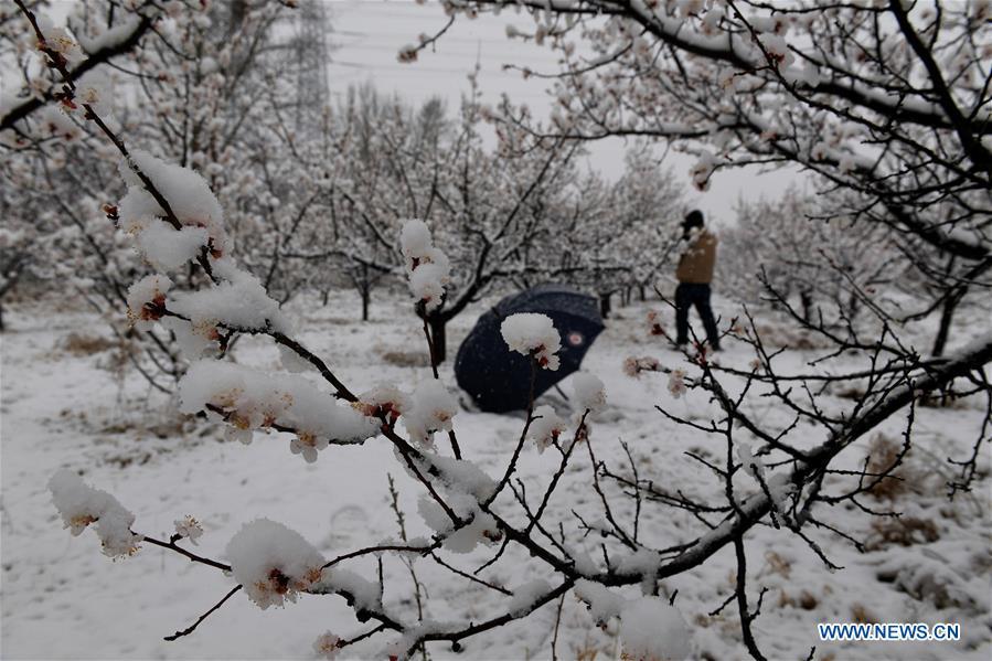 Photo taken on April 9, 2019 shows the snowy scenery at an apricot garden in Yanqing District in Beijing, capital of China. (Xinhua/Jia Deyong)