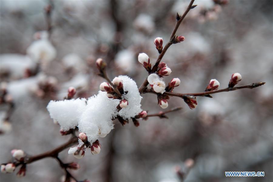 Photo taken on April 9, 2019 shows the snow-covered peach flowers at a tourist scenic spot in Mentougou District in Beijing, capital of China. (Xinhua/Hou Jiqing)