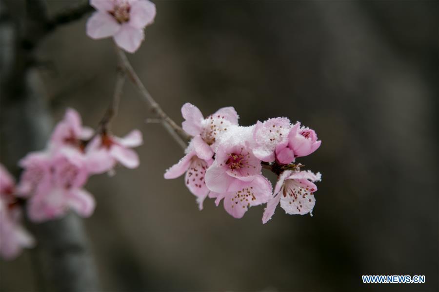 Photo taken on April 9, 2019 shows the snow-covered peach flowers at a tourist scenic spot in Mentougou District in Beijing, capital of China. (Xinhua/Hou Jiqing)