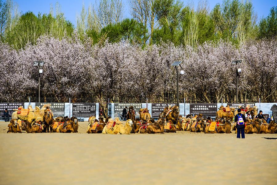 Apricots have come into blossom right at the foot of the Echoing-Sand Mountain (Mingsha Mountain, making Dunhuang the ideal spot for spring outings. (Photo/chinadaily.com.cn)