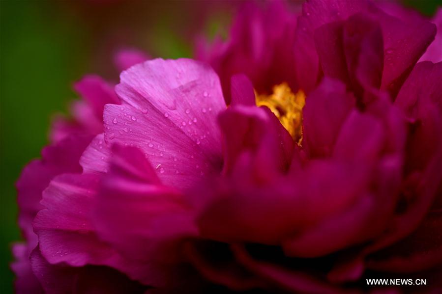 Photo taken on April 13, 2019 shows peony flowers at a film and television base in Zhengding County, north China\'s Hebei Province. Peony flowers here has entered blossom season recently. (Xinhua/Chen Qibao)