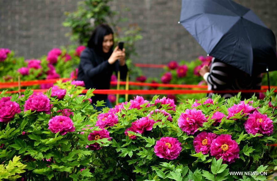Visitors take pictures before peony flowers at a film and television base in Zhengding County, north China\'s Hebei Province on April 13, 2019. Peony flowers here has entered blossom season recently. (Xinhua/Chen Qibao)