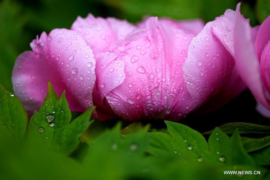 Photo taken on April 13, 2019 shows peony flowers at a film and television base in Zhengding County, north China\'s Hebei Province. Peony flowers here has entered blossom season recently. (Xinhua/Chen Qibao)