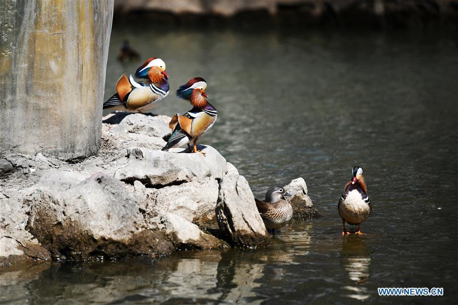 Photo taken on April 15, 2019 shows mandarin ducks at Zhaolin Park in Harbin, northeast China\'s Heilongjiang Province. (Xinhua/Wang Jianwei)
