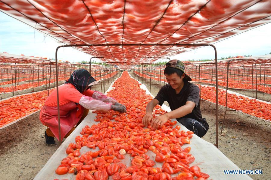 Farmers of Xinjiang Production and Construction Corps air tomatoes at the Yanqi Basin area, northwest China\'s Xinjiang Uygur Autonomous Region, Aug. 17, 2015.The air dried tomato produced in Xinjiang is popular among foreign markets for its high quality. Food of a particular place is an important symbol of local geographic and cultural characteristics. Food carries history and tradition, leads the tide of trade, strengthens diplomatic relations, disseminates and promotes culture. Food has been serving as connections between people around the world. In ancient times, food such as grapes, pomegranates, walnuts, coriander, cucumbers and sesame seeds were introduced to China along the Silk Road. Nowadays, thanks to the Belt and Road Initiative, red wine, coffee, dried fruits, meat, seafood, and dairy products from foreign countries enter the homes of ordinary people, turning daily meals into feasts with exotic cuisines. (Xinhua/Du Bingxun)