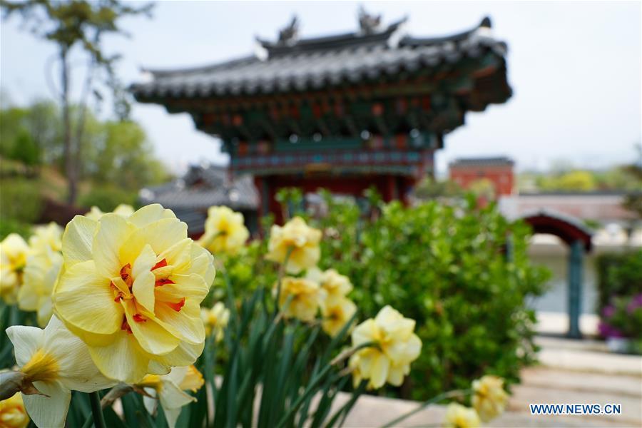 Photo taken on April 20, 2019 shows a view of the Korean garden at Suncheon Bay National Garden in Suncheon, South Korea. The Suncheon Bay National Garden, located in South Korea\'s southern city of Suncheon, is the hosting place of Suncheon Bay Garden Expo 2013. (Xinhua/Wang Jingqiang)