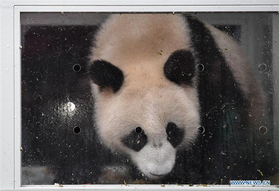 Ding Ding, the female panda born in 2017, is seen in a transport cage before leaving for Moscow at the Bifengxia base of the China Conservation and Research Center for the Giant Panda in Ya\'an, southwest China\'s Sichuan Province, April 29, 2019. Chinese researchers held a send-off ceremony for a pair of giant pandas who are to depart for Moscow on Monday for a 15-year collaborative research. Ru Yi, the male panda born in 2016, and Ding Ding, the female panda born in 2017, are scheduled to board a flight at 1:45 p.m. in Chengdu and arrive in Moscow at 10:00 p.m. Beijing Time the same day, the panda research base in southwest China\'s Sichuan Province said. (Xinhua/Xue Yubin)
