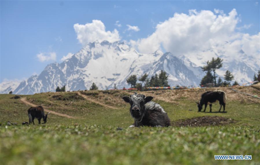 Photo taken on April 28, 2019 shows a yak resting at Gyironggou in Gyirong County of Xigaze City, southwest China\'s Tibet Autonomous Region. (Xinhua/Jigme Dorje)