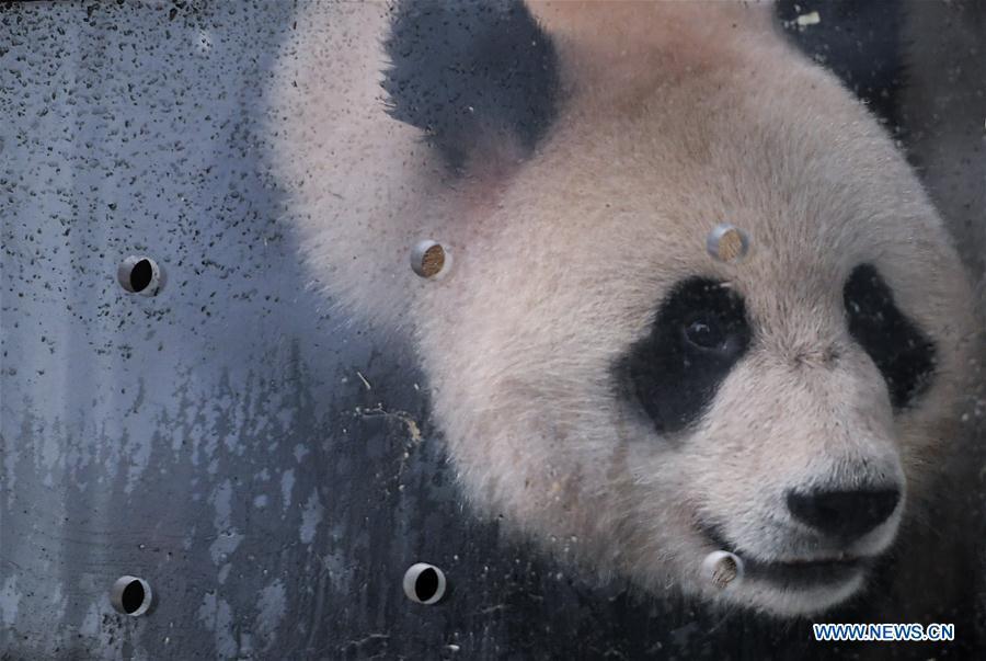 Ru Yi, the male panda born in 2016, is seen in a transport cage at the Bifengxia base of the China Conservation and Research Center for the Giant Panda in Ya\'an, southwest China\'s Sichuan Province, April 29, 2019. Chinese researchers held a send-off ceremony for a pair of giant pandas who are to depart for Moscow on Monday for a 15-year collaborative research. Ru Yi, the male panda born in 2016, and Ding Ding, the female panda born in 2017, are scheduled to board a flight at 1:45 p.m. in Chengdu and arrive in Moscow at 10:00 p.m. Beijing Time the same day, the panda research base in southwest China\'s Sichuan Province said. (Xinhua/Xue Yubin)