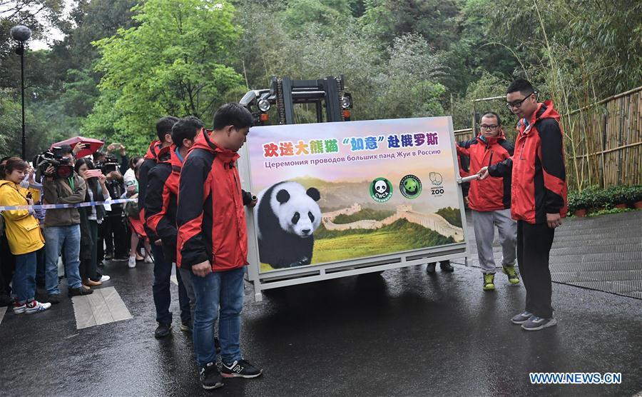 Staff members convey a transport cage containing Ru Yi, the male panda born in 2016, to a lorry at the Bifengxia base of the China Conservation and Research Center for the Giant Panda in Ya\'an, southwest China\'s Sichuan Province, April 29, 2019. Chinese researchers held a send-off ceremony for a pair of giant pandas who are to depart for Moscow on Monday for a 15-year collaborative research. Ru Yi, the male panda born in 2016, and Ding Ding, the female panda born in 2017, are scheduled to board a flight at 1:45 p.m. in Chengdu and arrive in Moscow at 10:00 p.m. Beijing Time the same day, the panda research base in southwest China\'s Sichuan Province said. (Xinhua/Xue Yubin)