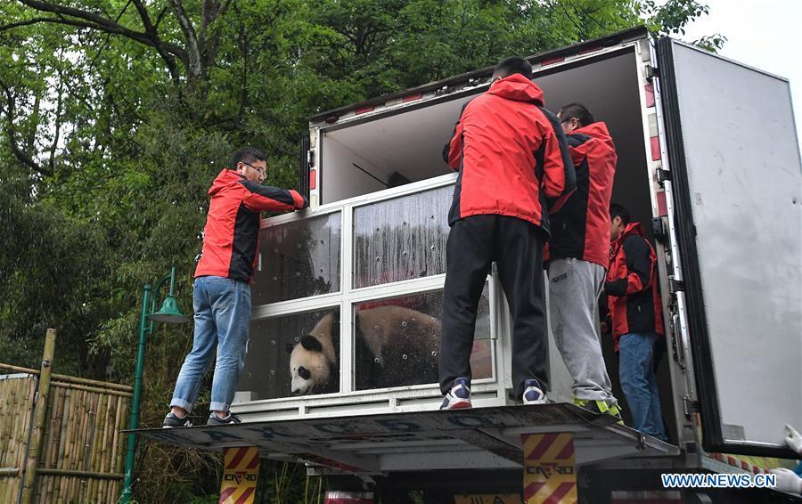 Staff members load a transport cage containing Ding Ding, the female panda born in 2017, into a lorry at the Bifengxia base of the China Conservation and Research Center for the Giant Panda in Ya\'an, southwest China\'s Sichuan Province, April 29, 2019. Chinese researchers held a send-off ceremony for a pair of giant pandas who are to depart for Moscow on Monday for a 15-year collaborative research. Ru Yi, the male panda born in 2016, and Ding Ding, the female panda born in 2017, are scheduled to board a flight at 1:45 p.m. in Chengdu and arrive in Moscow at 10:00 p.m. Beijing Time the same day, the panda research base in southwest China\'s Sichuan Province said. (Xinhua/Xue Yubin)