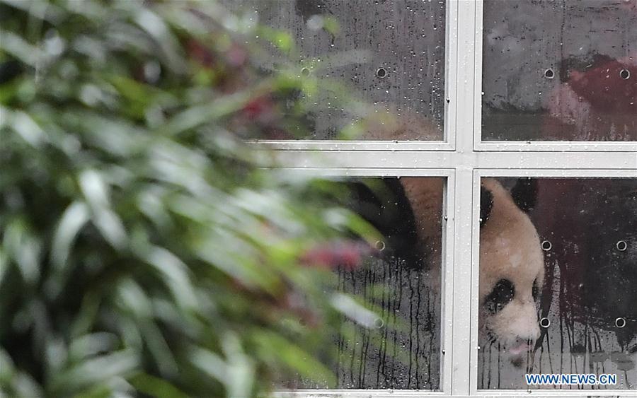 Ru Yi, the male panda born in 2016, is seen in a transport cage at the Bifengxia base of the China Conservation and Research Center for the Giant Panda in Ya\'an, southwest China\'s Sichuan Province, April 29, 2019. Chinese researchers held a send-off ceremony for a pair of giant pandas who are to depart for Moscow on Monday for a 15-year collaborative research. Ru Yi, the male panda born in 2016, and Ding Ding, the female panda born in 2017, are scheduled to board a flight at 1:45 p.m. in Chengdu and arrive in Moscow at 10:00 p.m. Beijing Time the same day, the panda research base in southwest China\'s Sichuan Province said. (Xinhua/Xue Yubin)