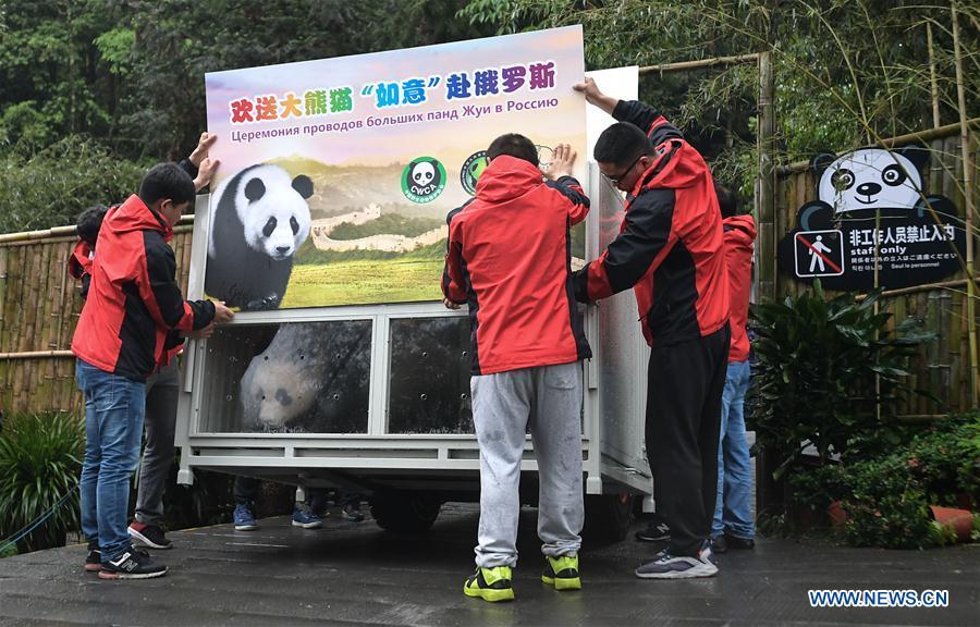 Staff members convey a transport cage containing Ru Yi, the male panda born in 2016, to a lorry at the Bifengxia base of the China Conservation and Research Center for the Giant Panda in Ya\'an, southwest China\'s Sichuan Province, April 29, 2019. Chinese researchers held a send-off ceremony for a pair of giant pandas who are to depart for Moscow on Monday for a 15-year collaborative research. Ru Yi, the male panda born in 2016, and Ding Ding, the female panda born in 2017, are scheduled to board a flight at 1:45 p.m. in Chengdu and arrive in Moscow at 10:00 p.m. Beijing Time the same day, the panda research base in southwest China\'s Sichuan Province said. (Xinhua/Xue Yubin)