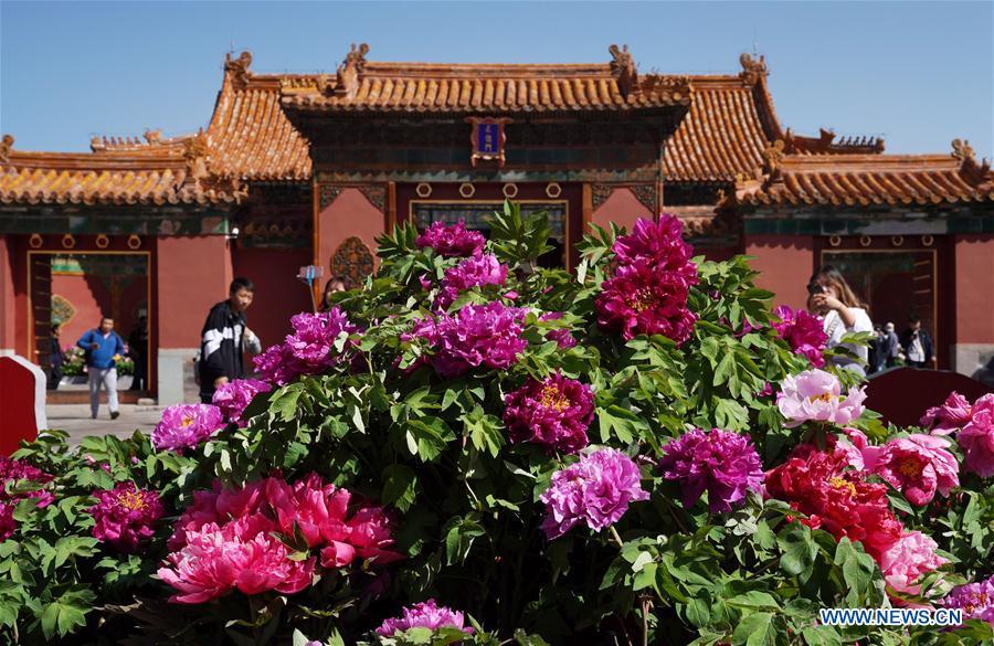 Photo taken on April 30, 2019 shows peony flowers in the Palace Museum in Beijing, capital of China. An exhibition featuring 70 kinds of peony flowers from Heze of Shandong Province kicked off in Beijing on Tuesday and will last till May 12. (Xinhua/Jin Liangkuai)