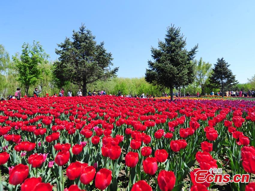 Tulips are seen at Changchun Park in Changchun City, northeast China\'s Jilin Province, May 7, 2019.  (Photo/China News Service)