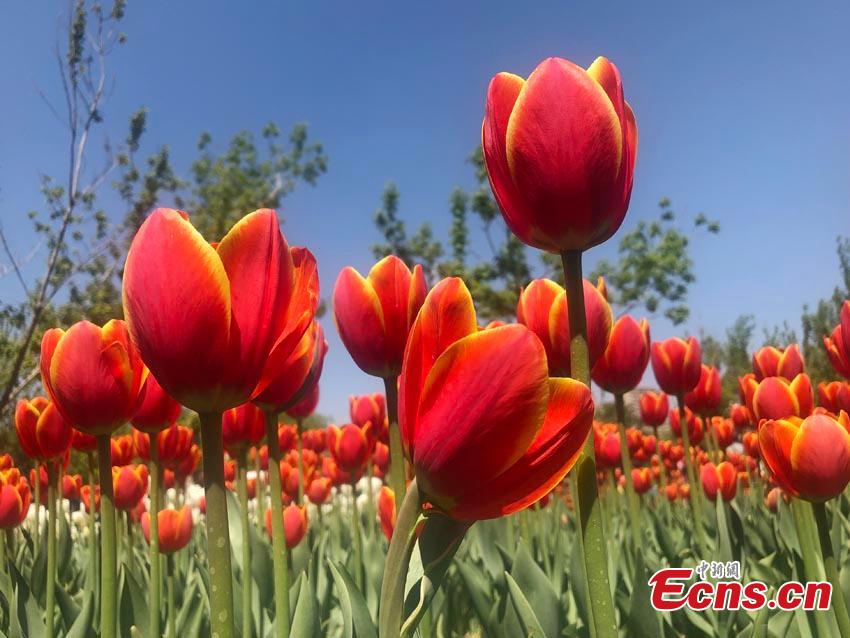 Tulips are seen at Changchun Park in Changchun City, northeast China\'s Jilin Province, May 7, 2019.  (Photo/China News Service)