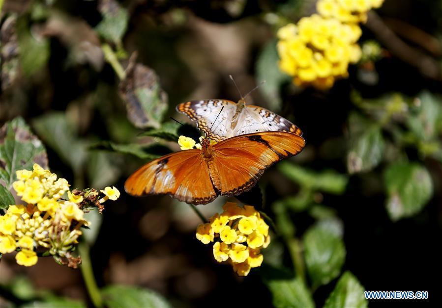 Butterflies rest on flowers at the Butterfly Pavilion of the Natural History Museum of Los Angeles County in Los Angeles, the United States, May 27, 2019. The butterfly exhibition at the Natural History Museum of Los Angeles County showcases hundreds of butterflies and the plants that surround them. (Xinhua/Li Ying)