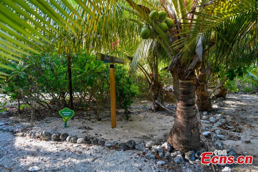 A view of Ganquan Island in the Xisha Yongle Islands group in South China\'s Hainan Province, May 22, 2019. Named after a freshwater well, the lush, oval-shaped island covers an area of 0.3 square kilometers. The remains of a settlement dating back to the Tang and Song dynasties was found there in March 1974, and the site was later listed as a national key cultural relics site. (Photo: China News Service/Luo Yunfei)