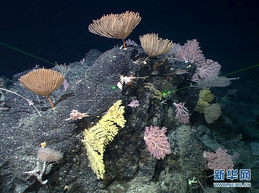 The photo taken on May 29, 2019 shows a sponge and coral garden shot by China\'s remote operated vehicle (ROV), Discovery, in the sea bottom of western Pacific Ocean. (Photo/Xinhua)