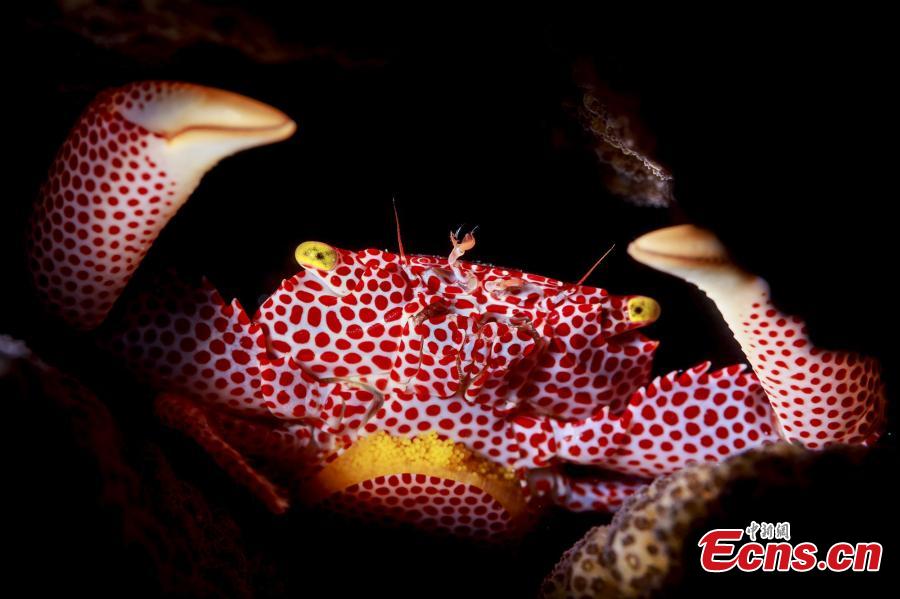 A photograph of a sea crab at the Wuzhizhou Island scenic spot captured by photographer Jiang Kuo during a four-day photo contest in Sanya City, Hainan Province. (Photo/China News Service)