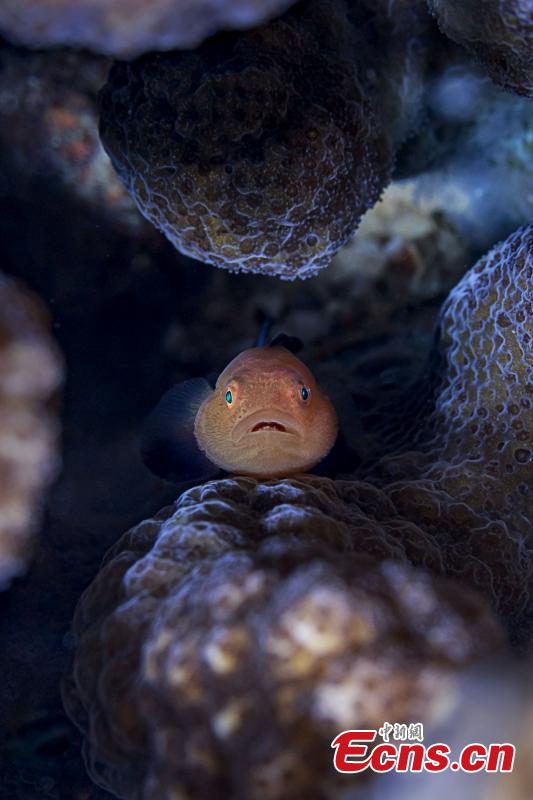 A photograph of a fish underwater at the Wuzhizhou Island scenic spot captured by photographer Lin Hong during a four-day photo contest in Sanya City, Hainan Province. (Photo/China News Service)