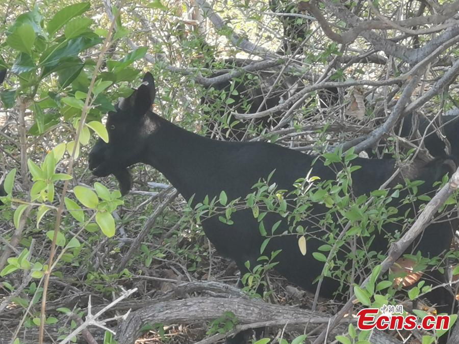 A goat on Ganquan Island in the Xisha Yongle Islands group in South China\'s Hainan Province, May 22, 2019. (Photo: China News Service/Yang Xu)