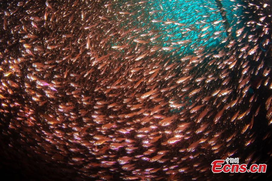 A photograph of an underwater scene at the Wuzhizhou Island scenic spot captured by photographer Wang Baomin during a four-day photo contest in Sanya City, Hainan Province. (Photo/China News Service)