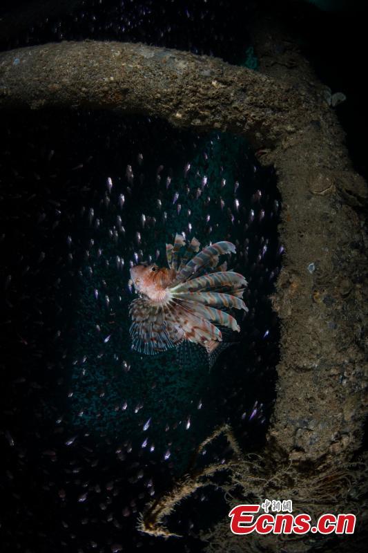 A photograph of a fish underwater at the Wuzhizhou Island scenic spot captured by photographer Kang Qichao during a four-day photo contest in Sanya City, Hainan Province. (Photo/China News Service)
