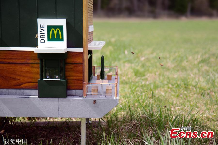 The world’s smallest McDonald’s has opened its doors in Sweden and it has everyone buzzing — literally. Called the McHive, the tiny McDonald’s is not serving burgers and fries to fast-food fans, it’s actually a fully functioning beehive for thousands of bees. The McHive features two drive-thru windows, a patio and outdoor seating, sleek wood panelling, and McDonald’s advertisements on the windows. (Photo/Agencies)
