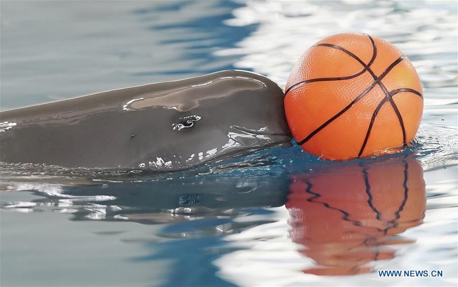 A little Yangtze finless porpoise code-named F7C plays in the breeding pond at the Institute of Hydrobiology under Chinese Academy of Sciences in Wuhan, central China\'s Hubei Province, June 2, 2019. The 1-year-old male finless porpoise, reproduced via an artificial breeding program, celebrated its birthday on Sunday. Rarer than China\'s giant panda, the finless porpoise is a mammal similar to the dolphin, and now teeters on the brink of extinction, with a population of around 1,000. (Xinhua/Cheng Min)