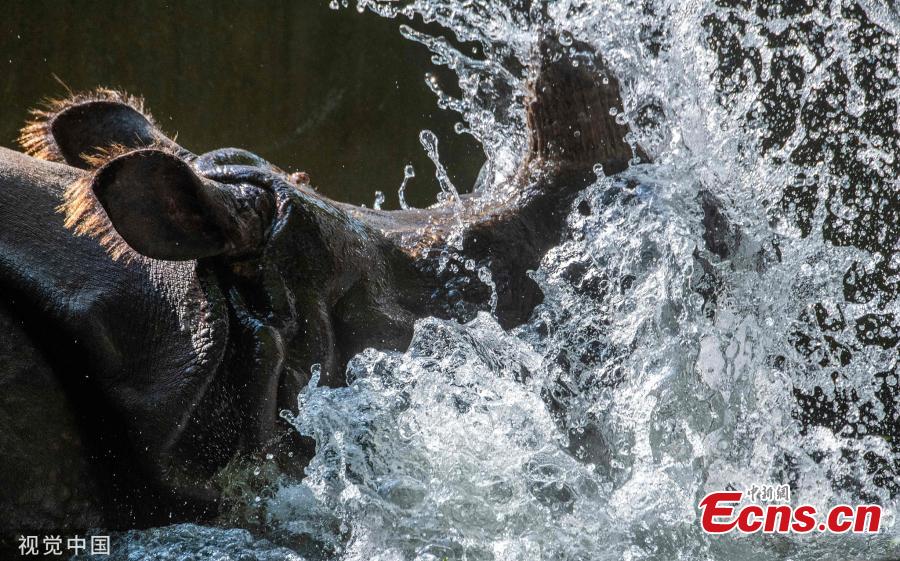 Animals swim in a pool at a zoo in Berlin, Germany on June 5, 2019 as the highest temperature in the city reached 30 degrees Celsius.  (Photo/VCG)