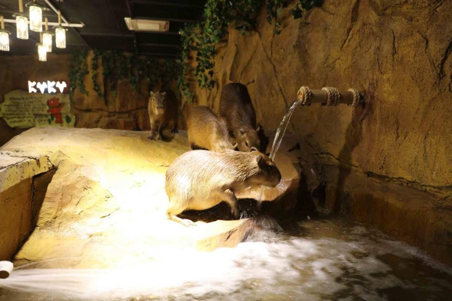 Zoolung Zoolung, the first indoor animal theme park located in downtown Shanghai, has officially opened at a shopping mall in Shanghai Pudong New Area.  (Photo provided to chinadaily.com.cn)