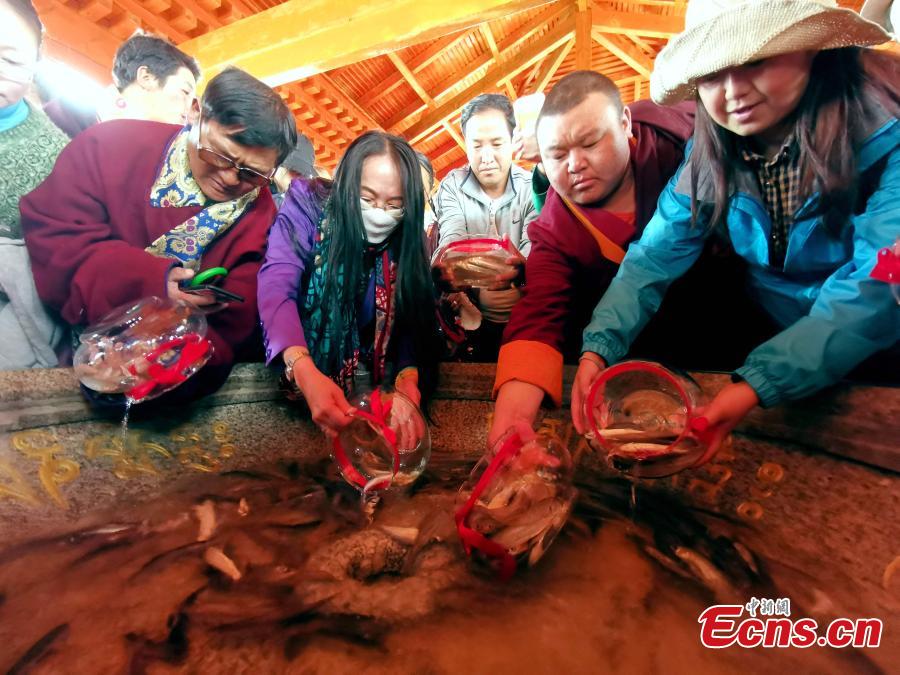To help replenish fish stocks, Gymnocypris przewalskii, a species of cyprinid, are released into Qinghai Lake in Gangcha County, Northwest China’s Qinghai Province, June 11, 2019. Local Tibetans and tourists released one million artificially bred Gymnocypris przewalskii fish fry into the Shaliu River, a main water source of the lake on Tuesday, with 12 million baby fish to be released by the end of August. The fish was listed as a critically endangered species in China in 2004. Since 2002, more than 126 million fish fry have been released into the lake, the largest saltwater lake in China. (Photo: China News Service/Li Juan)