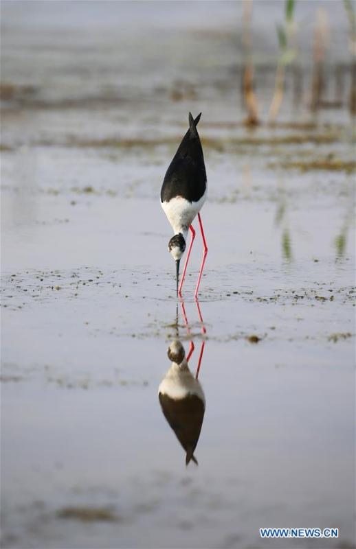 A black-winged stilt is seen at Xihai wetland in Jinpu New District in Dalian, northeast China\'s Liaoning Province, June 11, 2019. (Xinhua/Piao Feng)