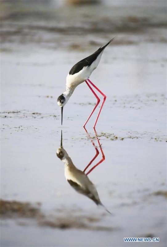 A black-winged stilt is seen at Xihai wetland in Jinpu New District in Dalian, northeast China\'s Liaoning Province, June 11, 2019. (Xinhua/Piao Feng)