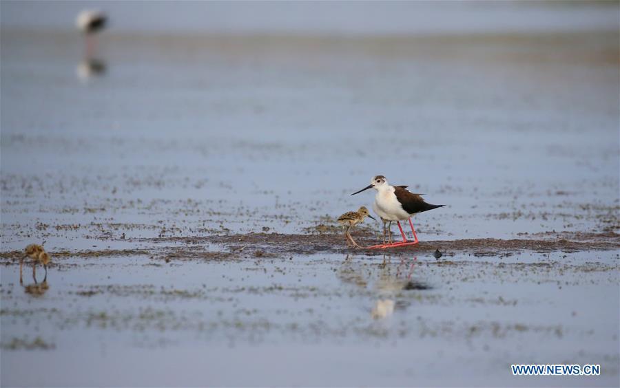 An adult black-winged stilt is seen with two baby black-winged stilts at Xihai wetland in Jinpu New District in Dalian, northeast China\'s Liaoning Province, June 11, 2019. (Xinhua/Piao Feng)