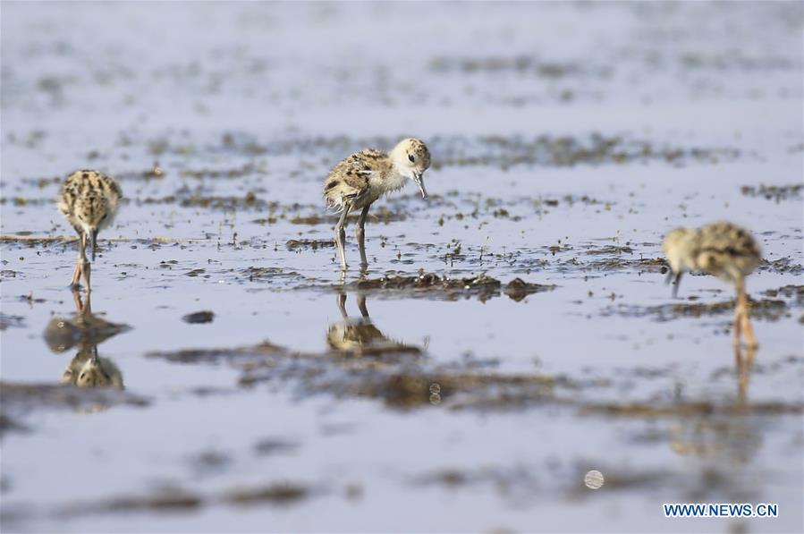 Baby black-winged stilts are seen at Xihai wetland in Jinpu New District in Dalian, northeast China\'s Liaoning Province, June 11, 2019. (Xinhua/Piao Feng)